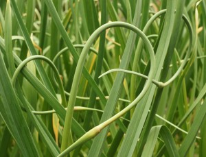 garlic scapes growing in the garden